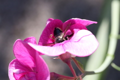 Megachile melanophaea