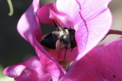 Megachile melanophaea