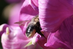 Megachile melanophaea