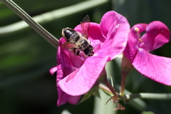 Megachile melanophaea