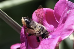 Megachile melanophaea