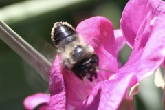 Megachile melanophaea