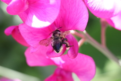 Megachile melanophaea