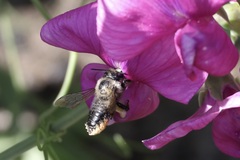 Megachile melanophaea