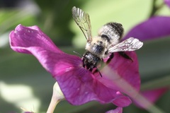 Megachile melanophaea