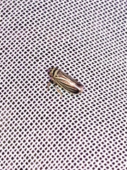 Amblysellus curtisii