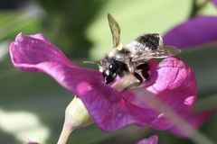 Megachile melanophaea