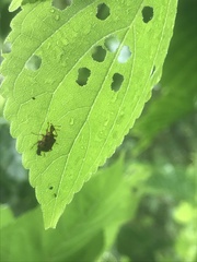 Agomadaranus pardaloides
