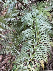 Polystichum neozelandicum