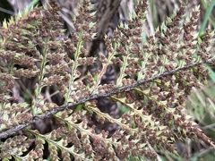 Polystichum neozelandicum