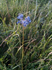 Allium caeruleum
