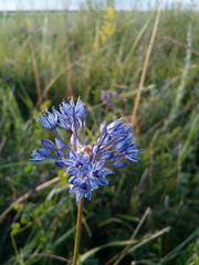 Allium caeruleum
