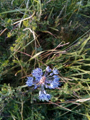 Allium caeruleum