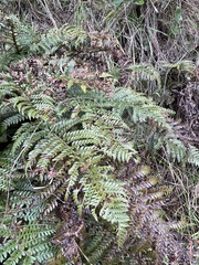 Polystichum neozelandicum