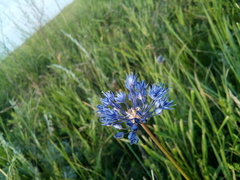 Allium caeruleum