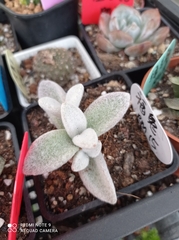 Kalanchoe
