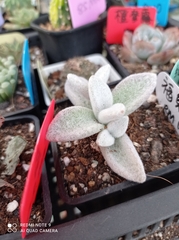 Kalanchoe