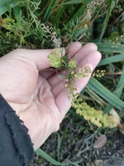Lepidium bonariense