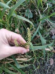 Lepidium bonariense
