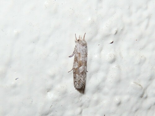 Forbes' Grass Tubeworm Moth photo 5