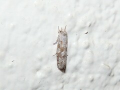 Acrolophus forbesi
