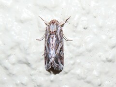Spodoptera pulchella