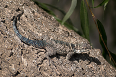 Sceloporus mucronatus