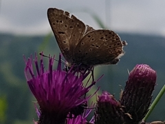 Lycaena tityrus