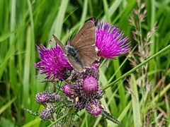 Lycaena tityrus