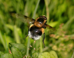 Volucella bombylans
