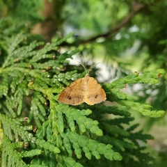 Mellilla xanthometata