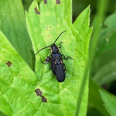 Polemius laticornis