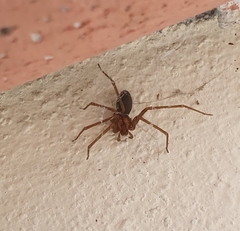 Loxosceles colima