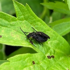 Polemius laticornis