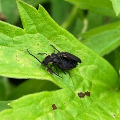 Polemius laticornis