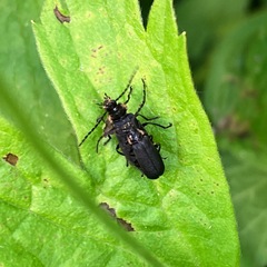 Polemius laticornis