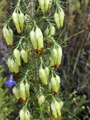Erica intermedia intermedia