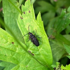 Polemius laticornis
