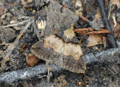 Zanclognatha laevigata