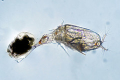 Corycaeidae