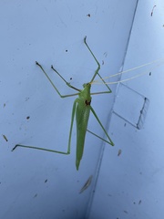 Acrometopa macropoda