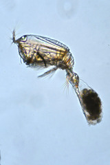 Corycaeidae