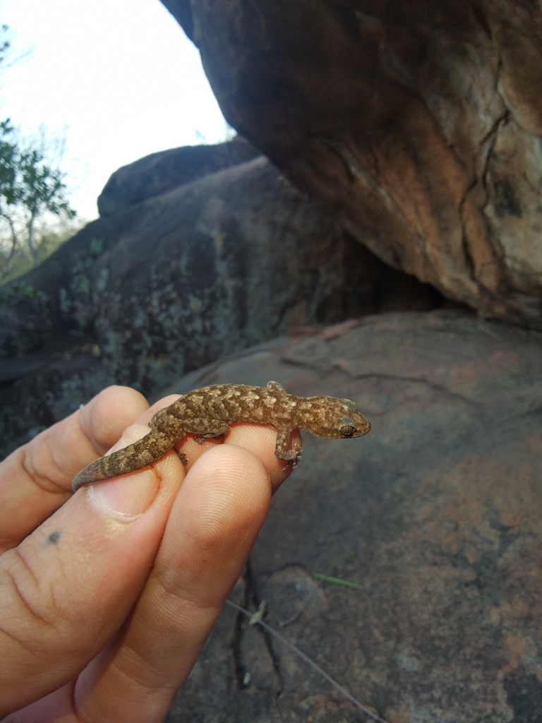 Leolo Rock Gecko