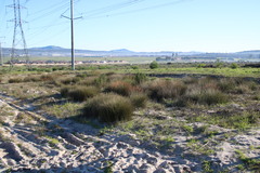 Thamnochortus bachmannii