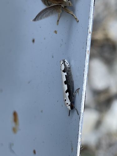čiernomôľka stepná (Ethmia bipunctella)