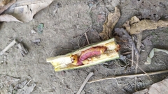 Polyphagozerra coffeae