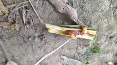 Polyphagozerra coffeae