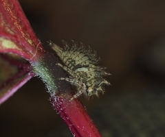 Stictocephala bisonia