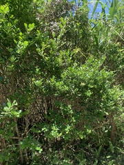 Ilex maximowicziana