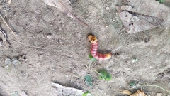 Polyphagozerra coffeae